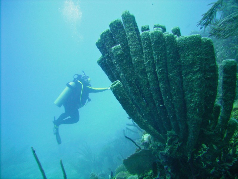 ../Images/watersue and pipe sponges.jpg
